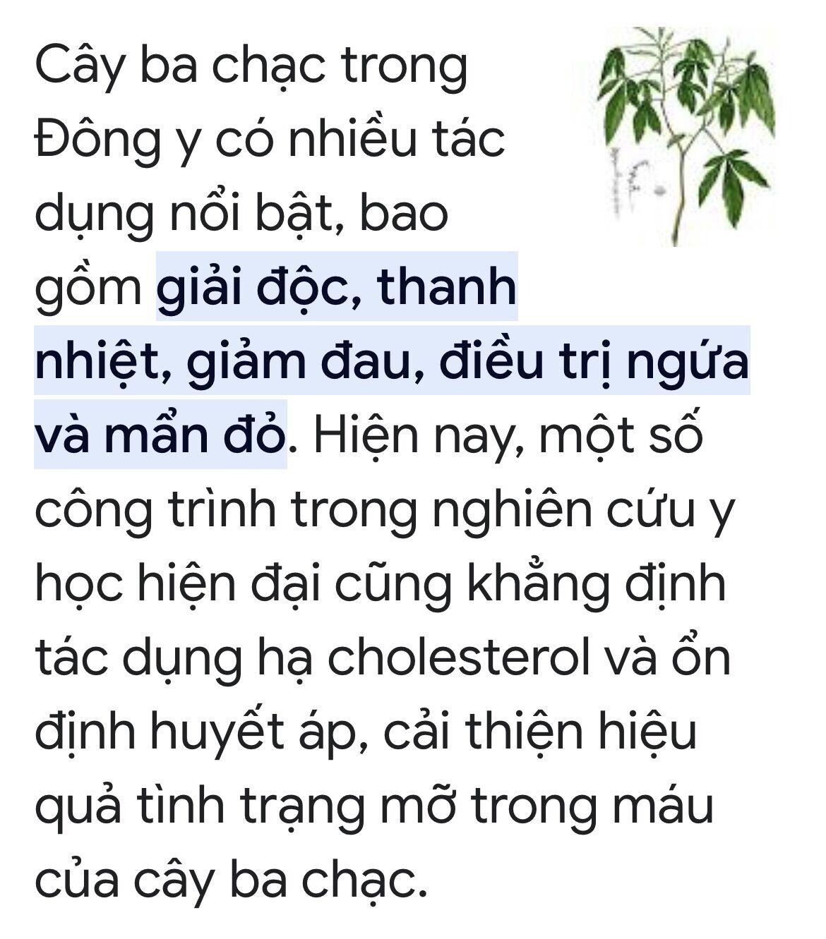 Cây ba chạc nguyên bản (cây giống to)