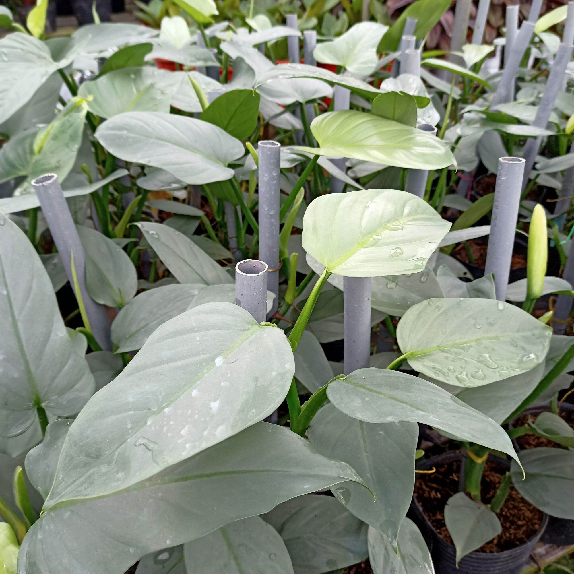 Cây trầu leo kiếm bạc - Philodendron hastatum
