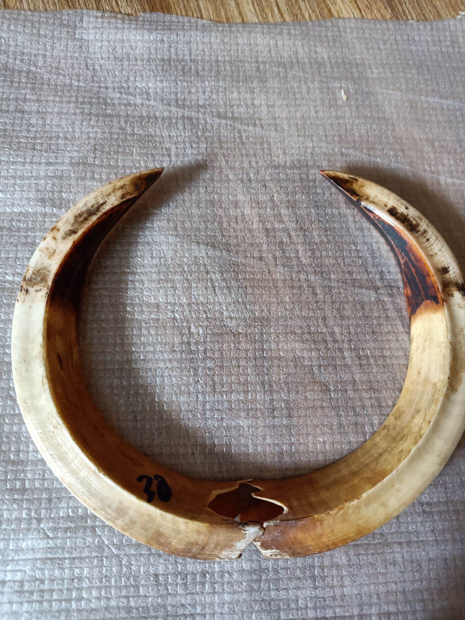 Nanh heo rừng tự nhiên