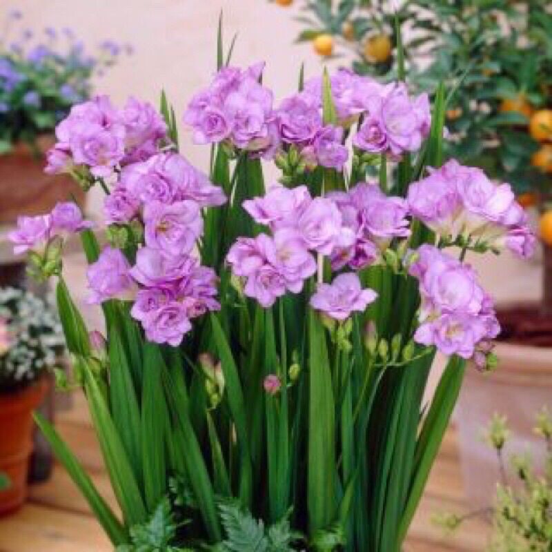 Củ Giống Địa Lan Nam Phi Chơi Tết(set 5 củ)