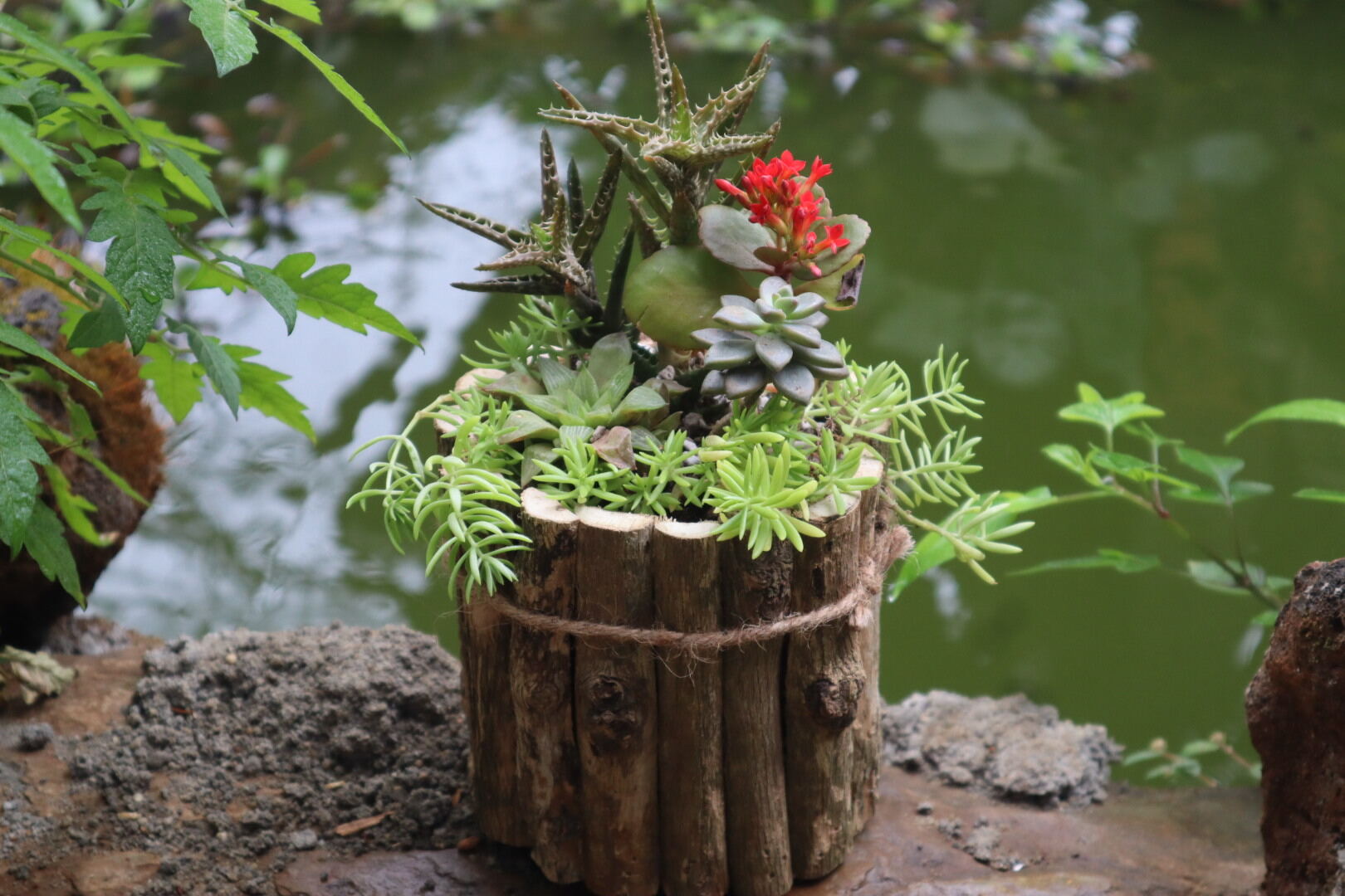 chậu ghép cành cây trồng sen đá
