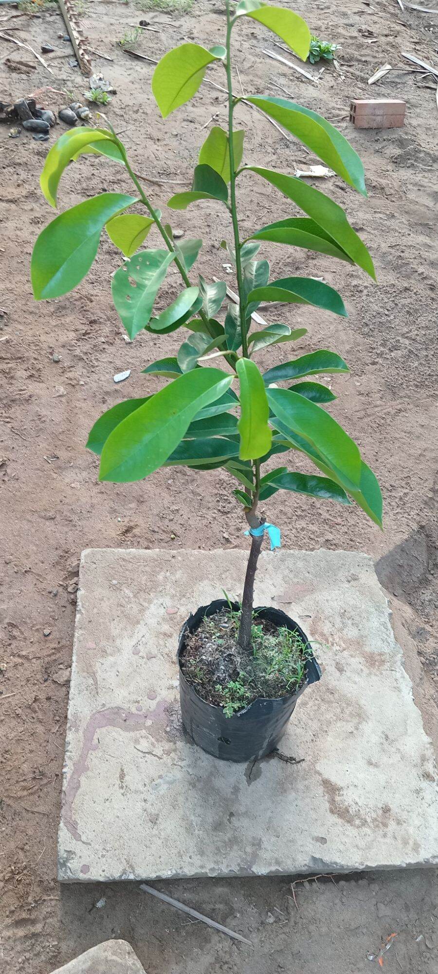 Cây giống mãn cầu xiêm ghép