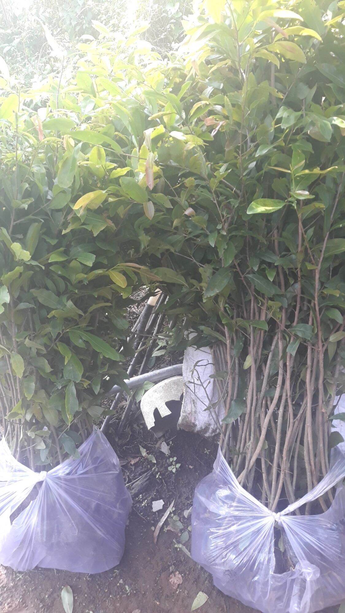 Mai cao 1,2 mét trở lên( 10 cây)