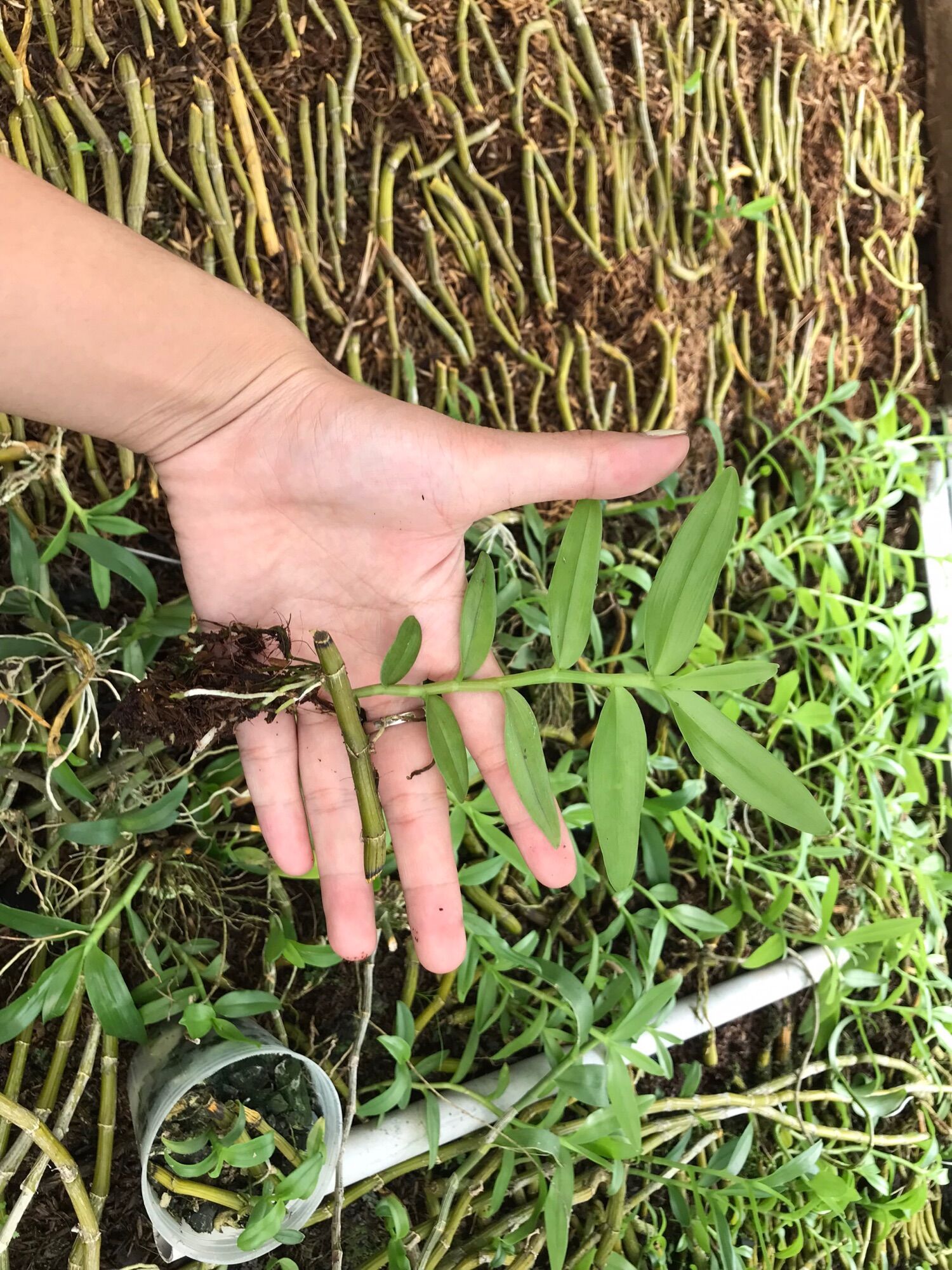 Kie Phi Điệp Chớp Mỹ - Chuẩn Mặt Hoa