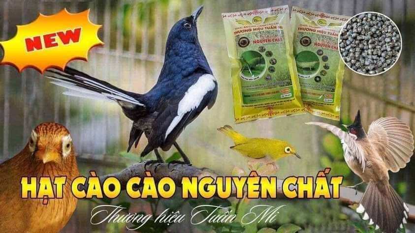 Hạt Cào Cào hạt to ( Tuấn Mi )