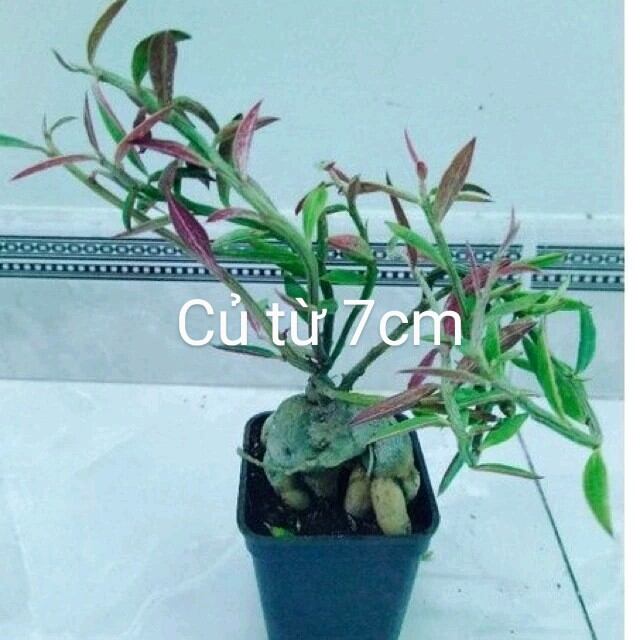 Cây xương rồng euphoria thân củ