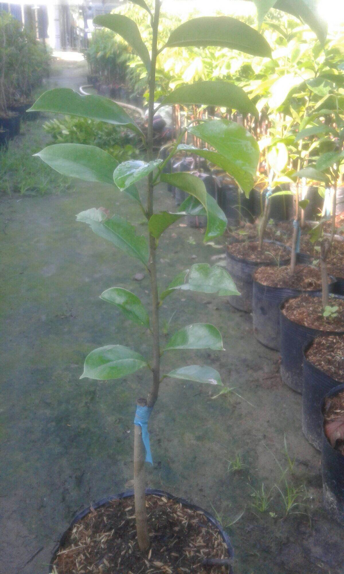 Cây giống mãn cầu xiêm ghép