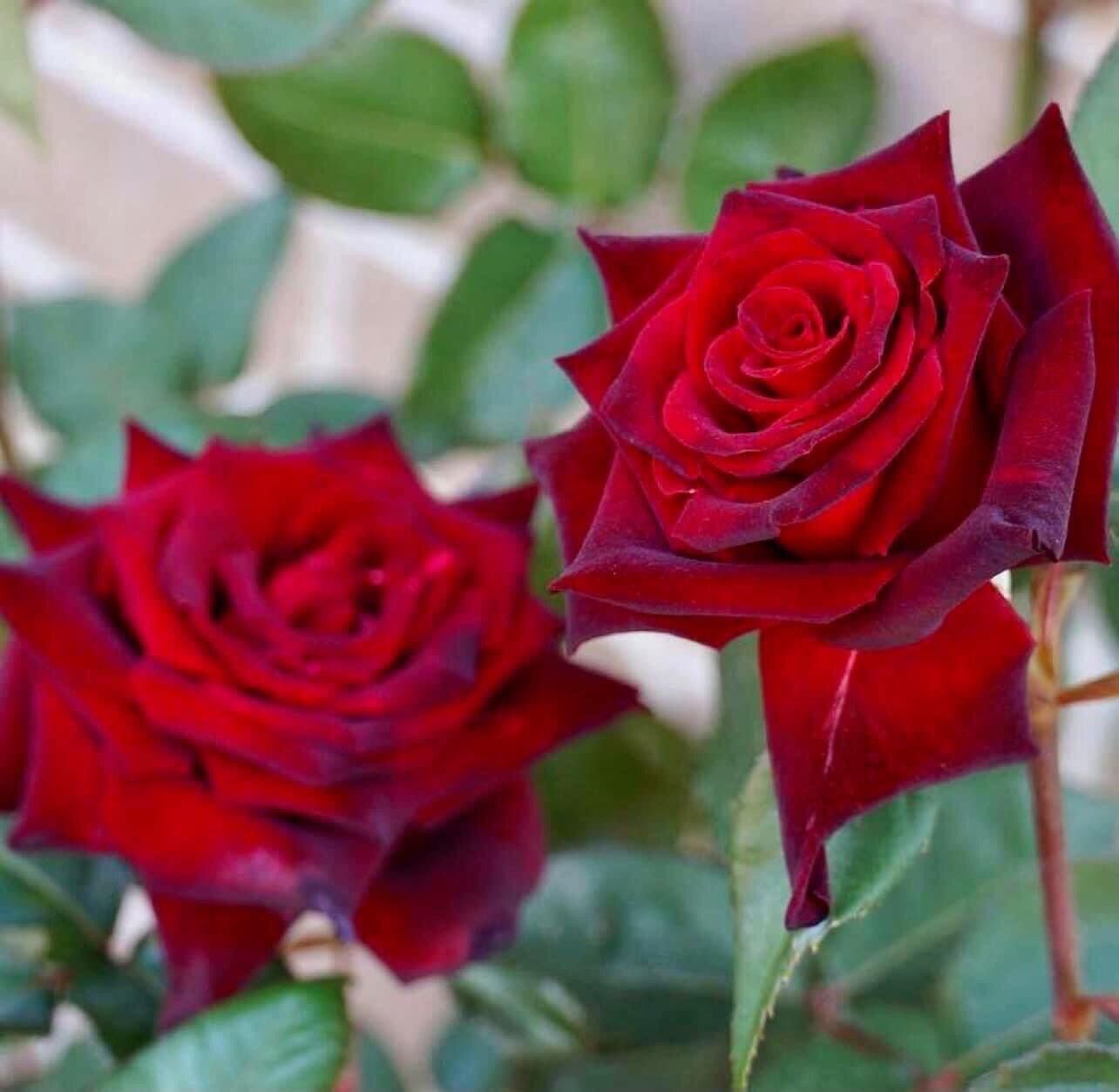 Hoa hồng cổ nhung nb rose