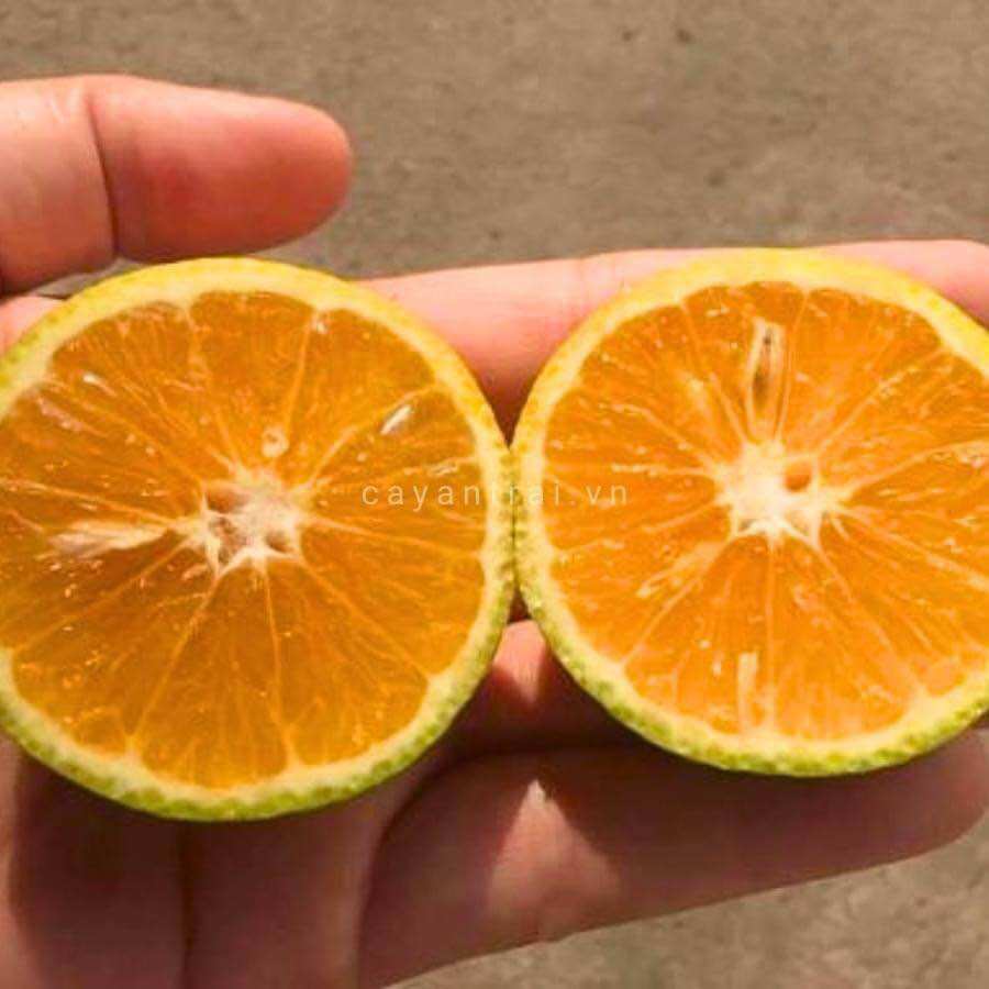 Cây giống cam nhật (1cây trồng chậu OK)