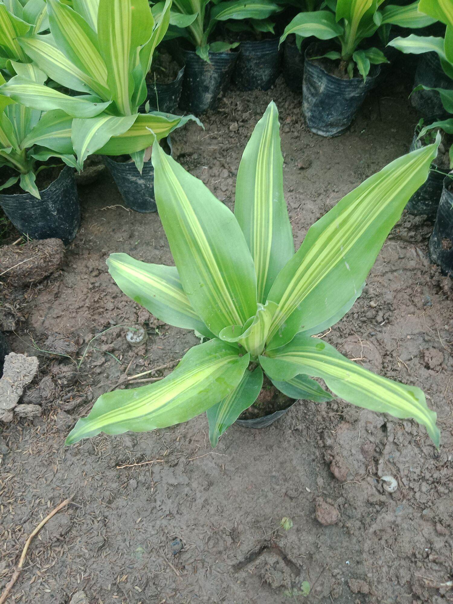 Cây thiết mộc lan