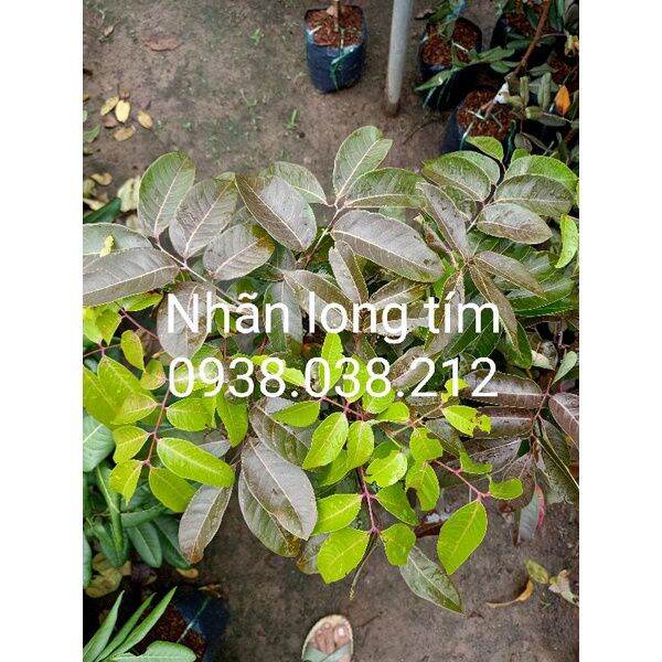 CÂY GIỐNG NHÃN LONG TÍM CHUẨN F1
