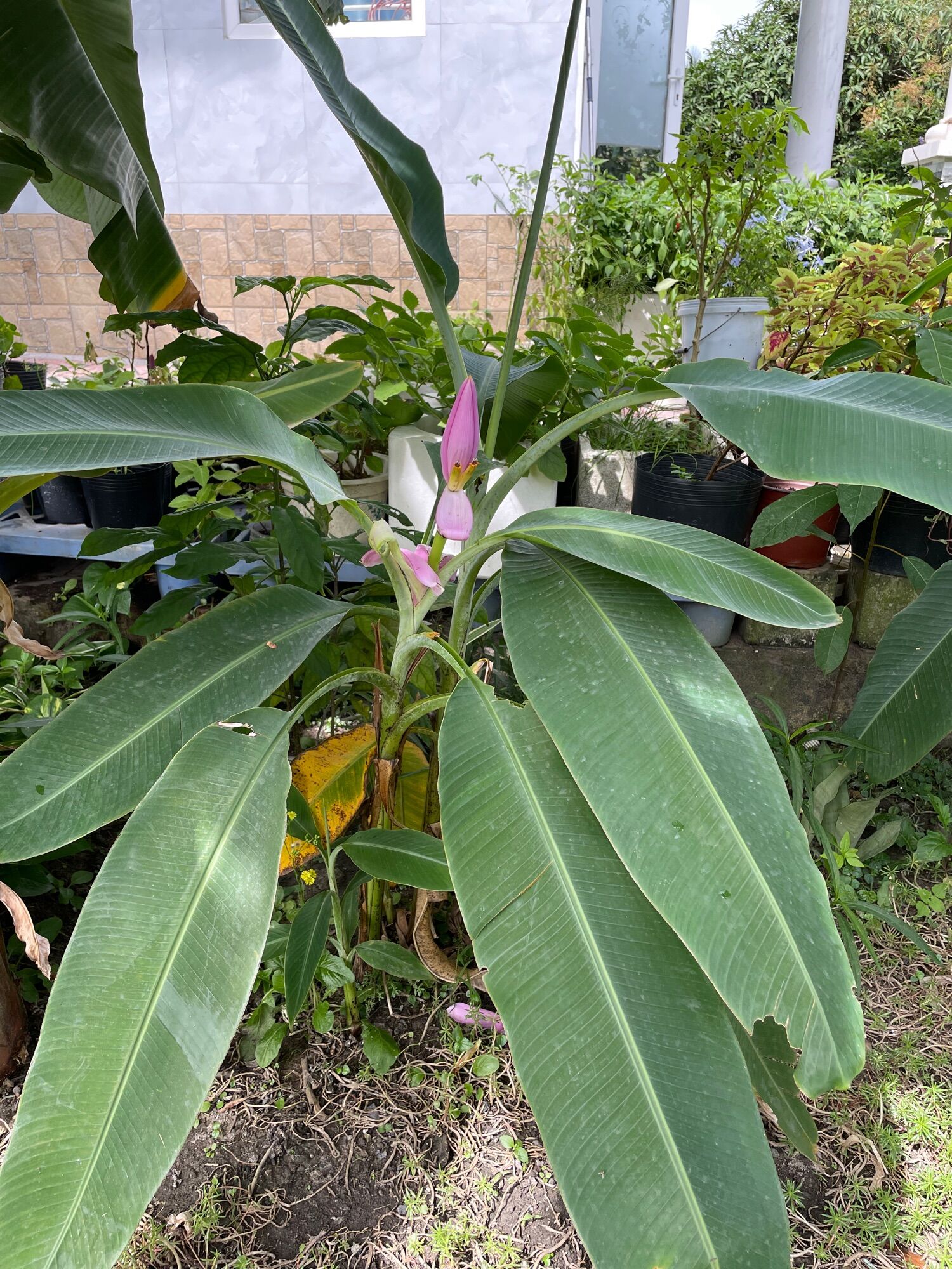 Pink Lotus banana seeds