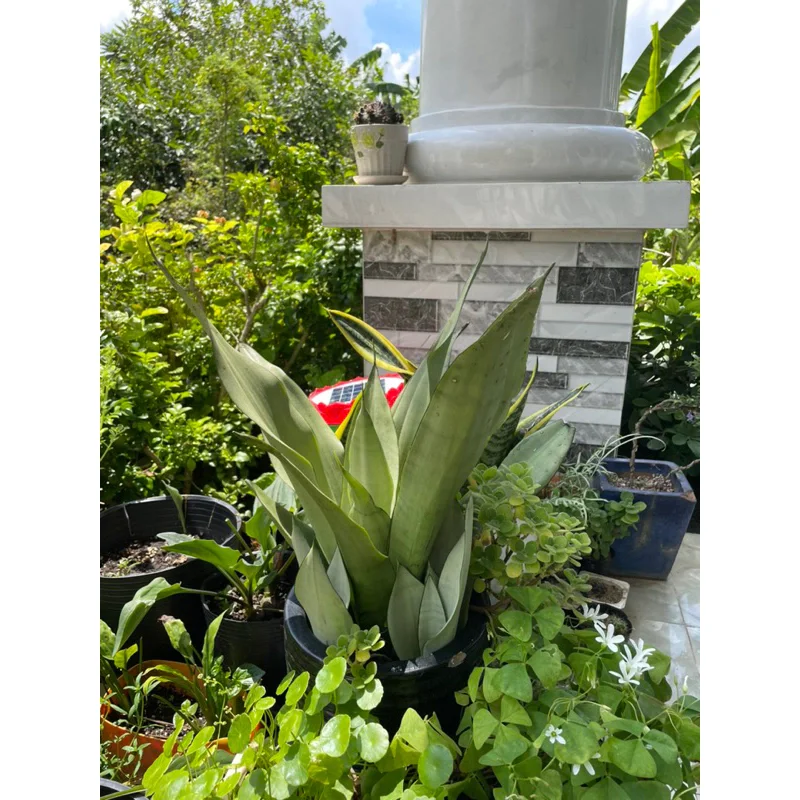 cây lưỡi hổ bạc