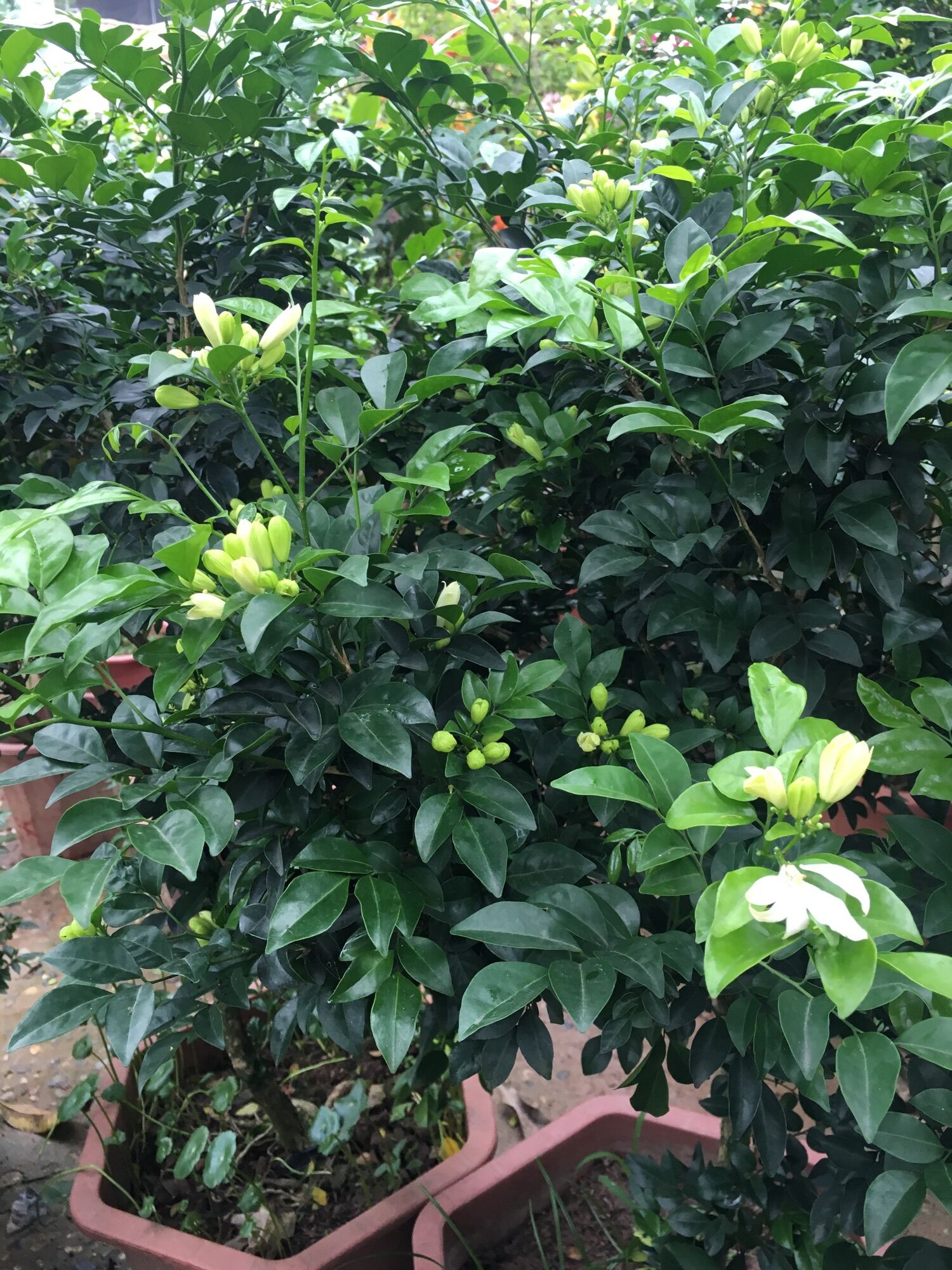 Cây hoa Nguyệt quế