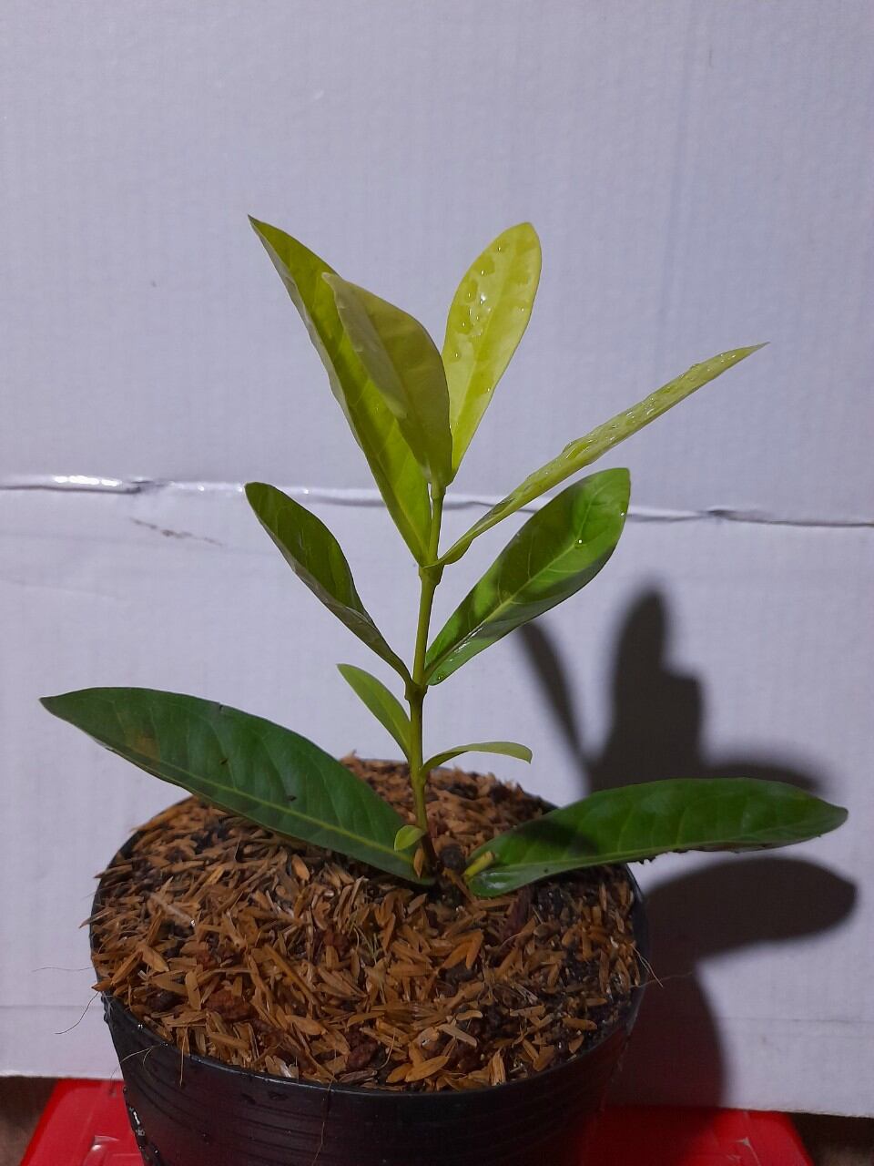 Cây giống Vàng sọc Bến Tre