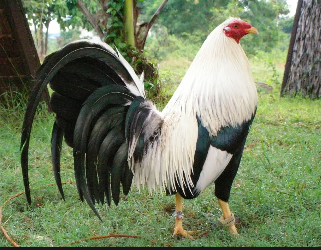 10 TRỨNG GÀ NÒI MỸ RẶC RI ẤP NỞ. TỈ LỆ DƯớI 80% SHOP HOAN TIỀN