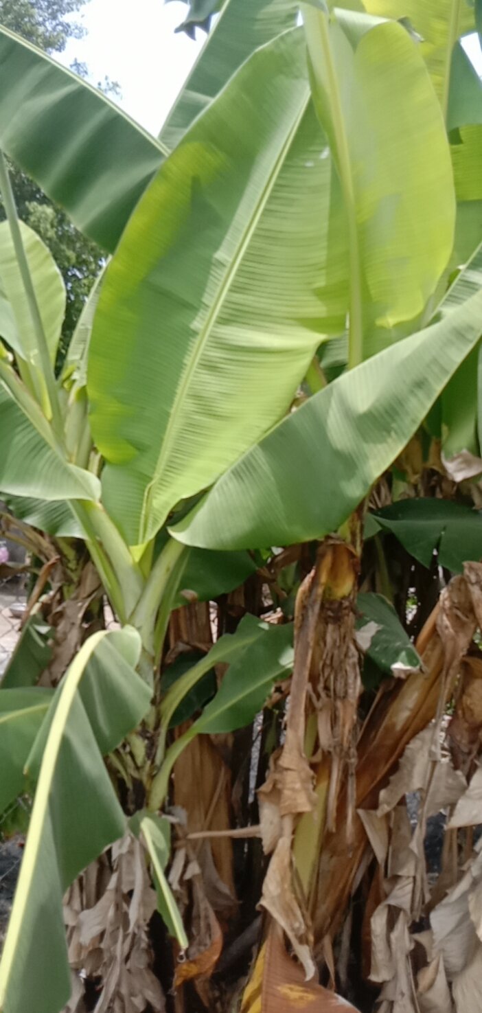 cây giống chuối già hương (chuối nam mỹ)