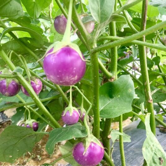 Hạt giống cà pháo tím dễ trồng, siêu sai trái, đóng gói 0.5gr