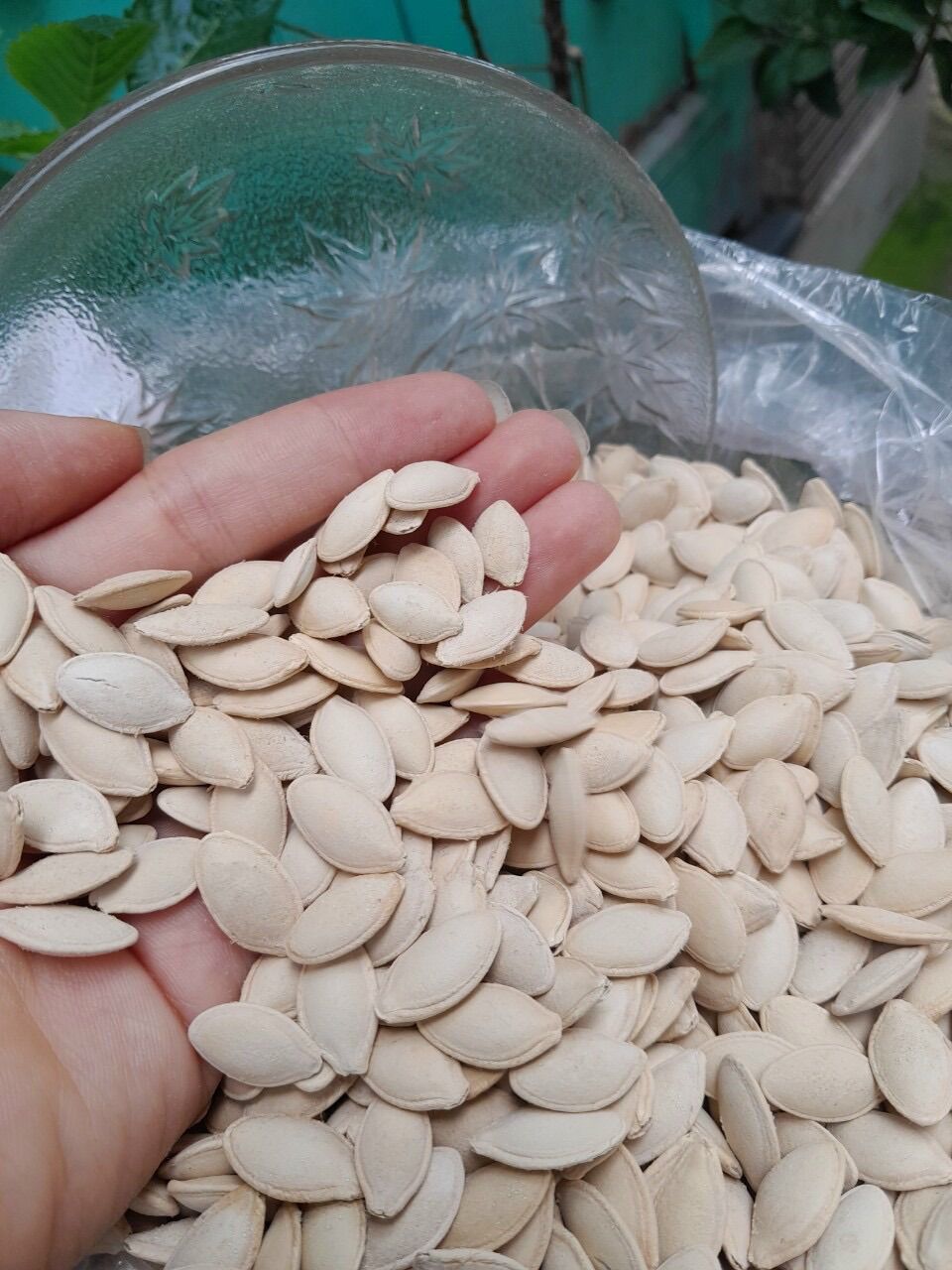 Bịch 500gr HẠT BÍ SẠCH rang muối (Hàng chắc, béo, thơm, giòn, bao ngon)