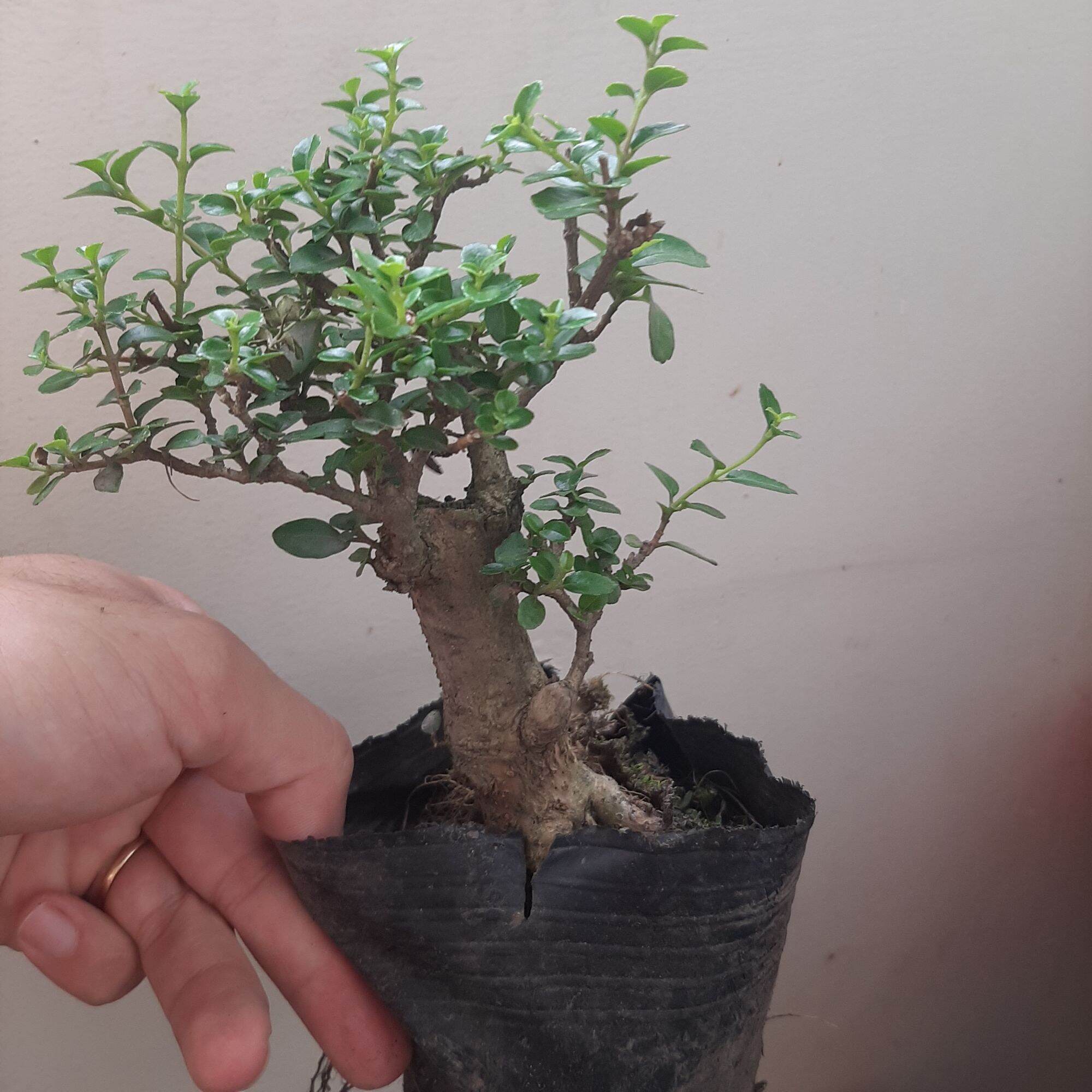 Sam hương bon sai để bàn dạng phôi, ĐÃ TẠO DÁNG