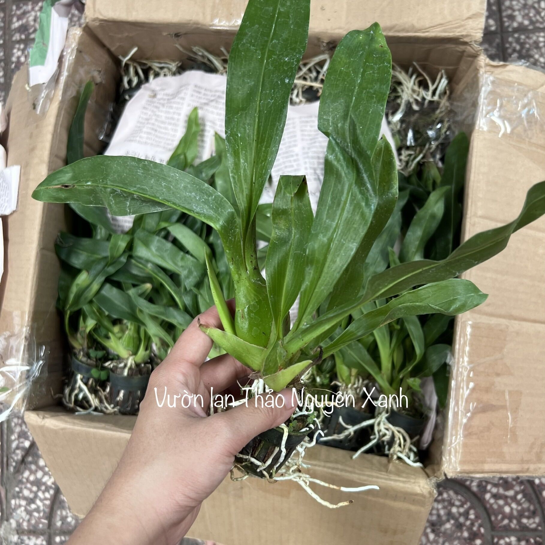 Vũ Nữ Hoàng Hậu Size Trung Màu Xanh