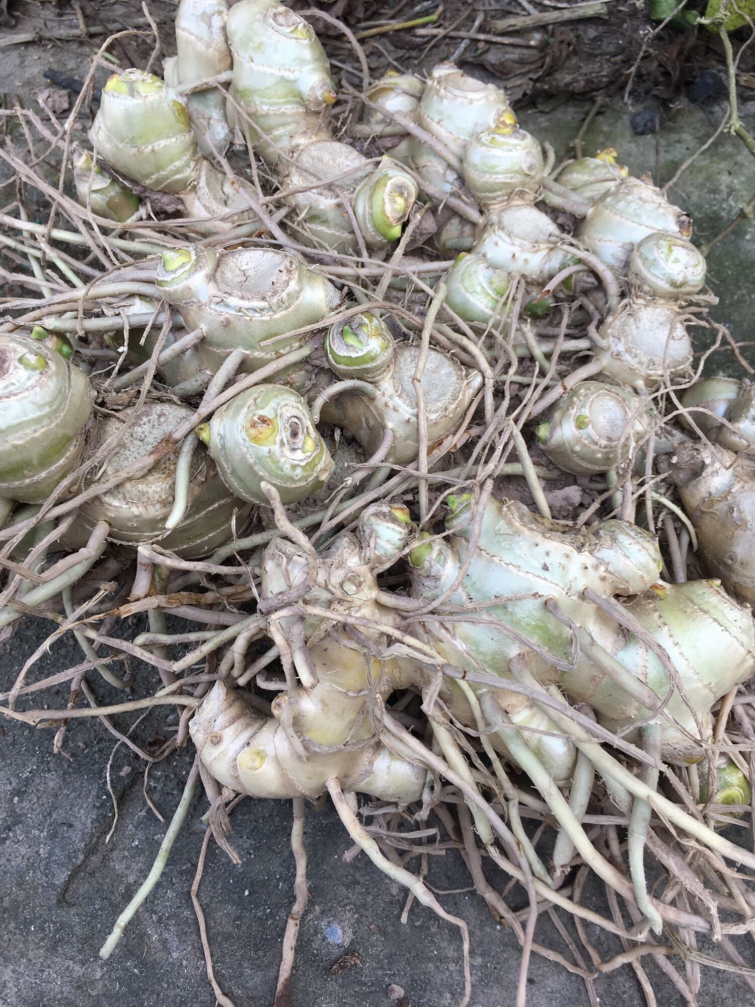 1kg củ gừng gió tươi