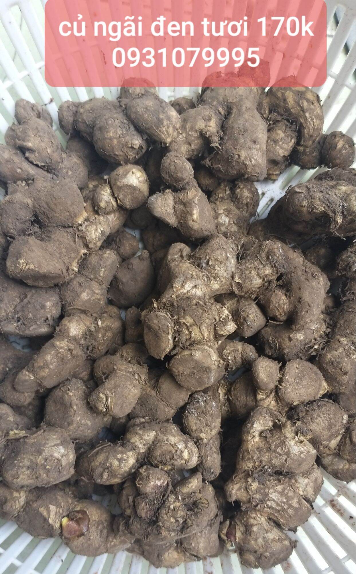 củ ngãi đen tươi 1kg
