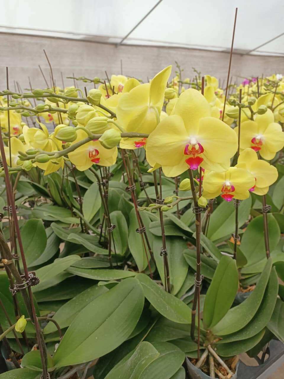 Hồ điệp đại cốc size 3.5 cây tơ hoa màu vàng.