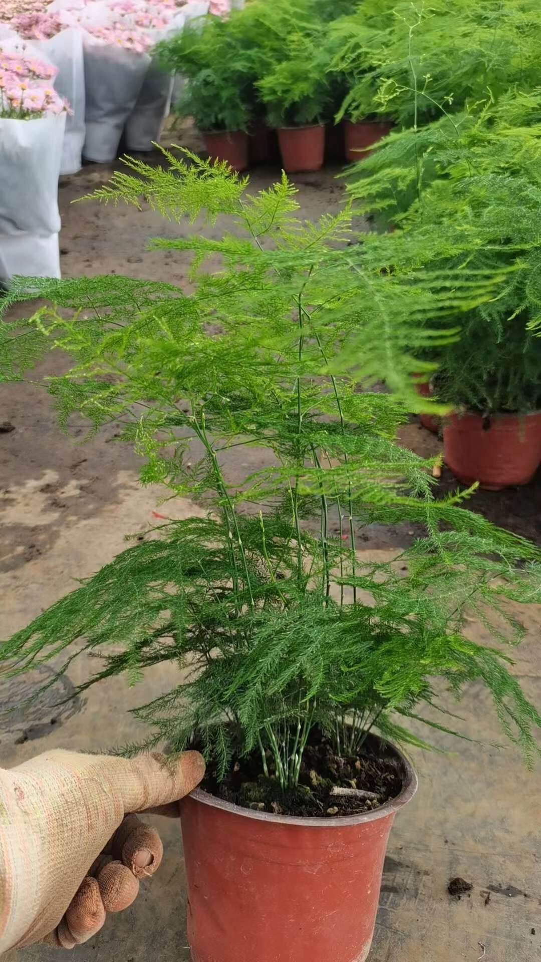 Cây thủy tùng chậu lớn nhiều thân - cây để bàn