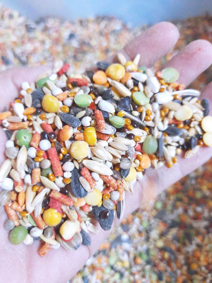 Hạt mix cho vẹt có hạt trái cây