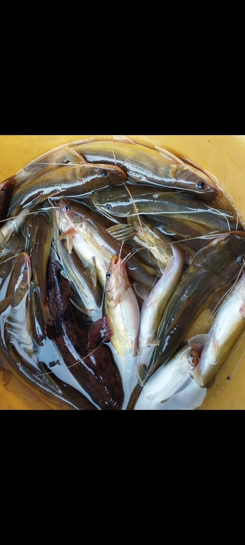 MỒI CÂU CÁ LĂNG NHÃN ĐEN THAILAND 200G