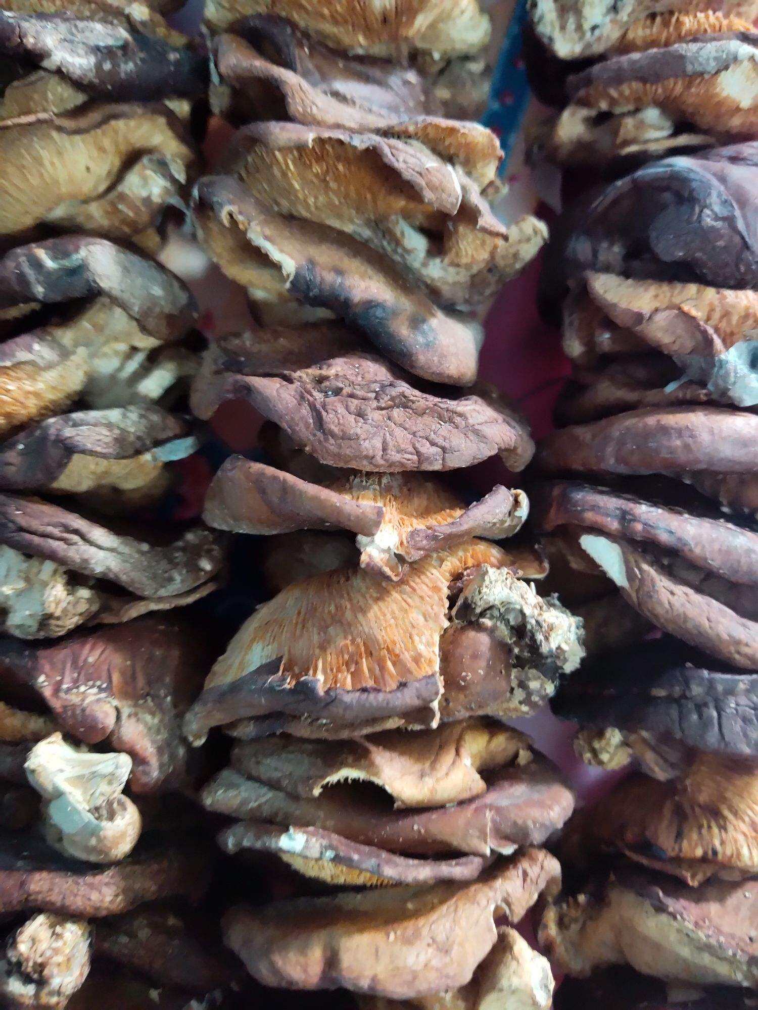 Nấm Hương Rừng ( Đặc sản vùng Rừng Núi ....)