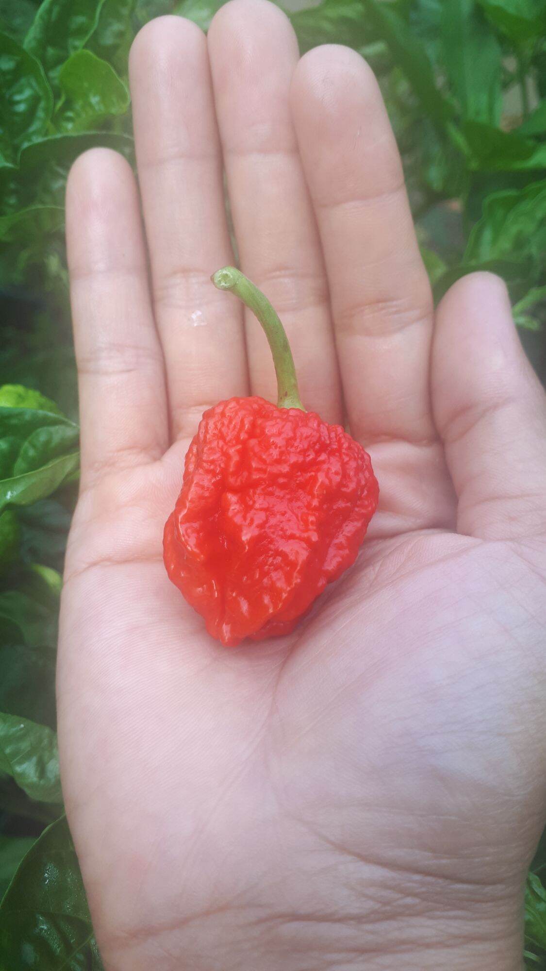 10 hạt giống ớt cay carolina reaper