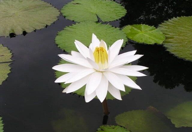 cây hoa súng kép thái màu sắc ngẫu nhiên - 1 cây