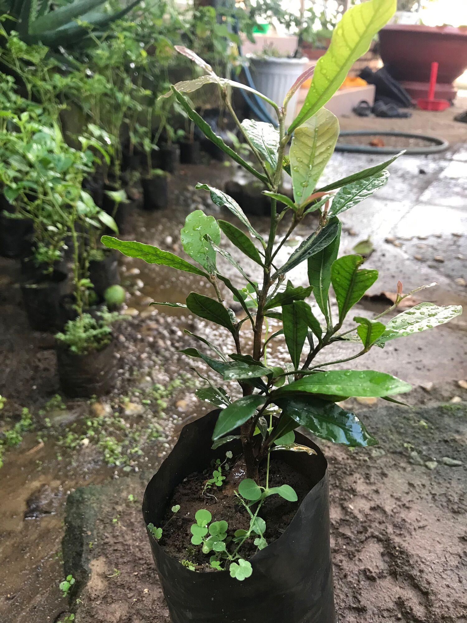 Cây thần kỳ thân gỗ (cây giống nhỏ cao 10cm)
