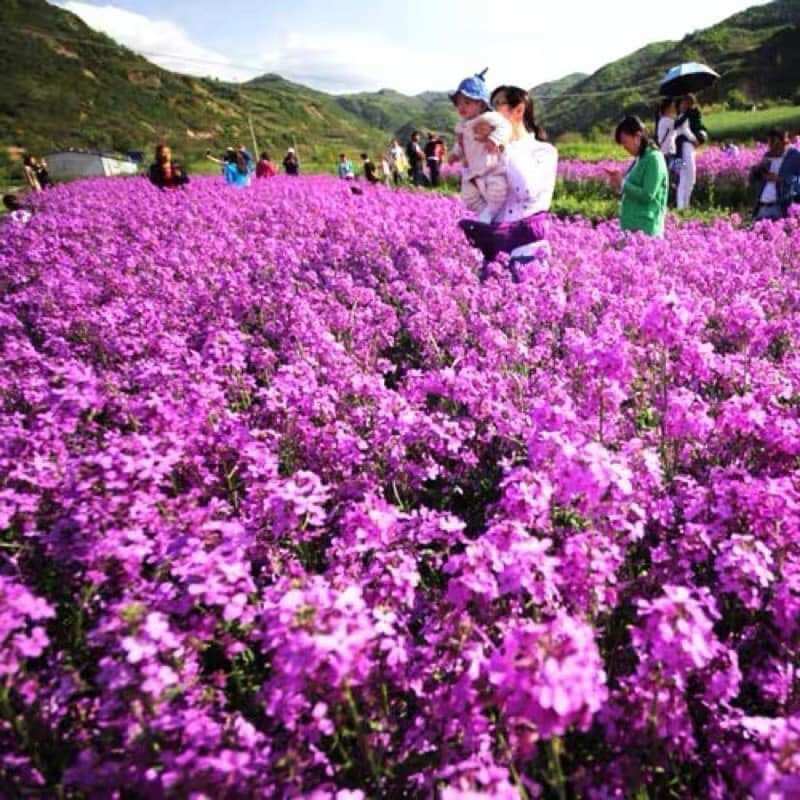 Hạt giống cải hoa tím Hà Lan (100hạt)