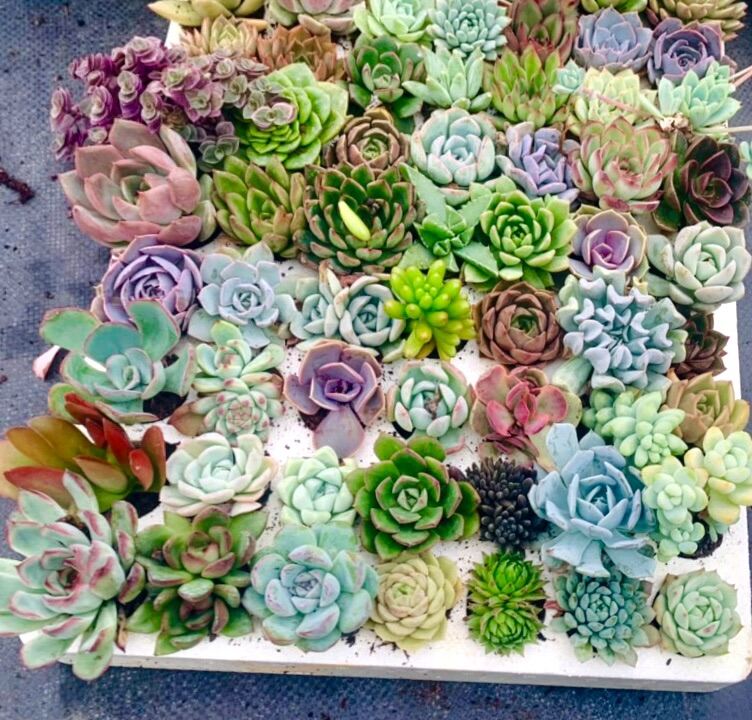 Sen đá vỉ 42-84 cây đủ loại