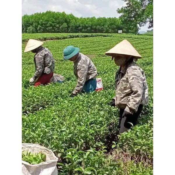 Áo điều hòa áo điều hòa