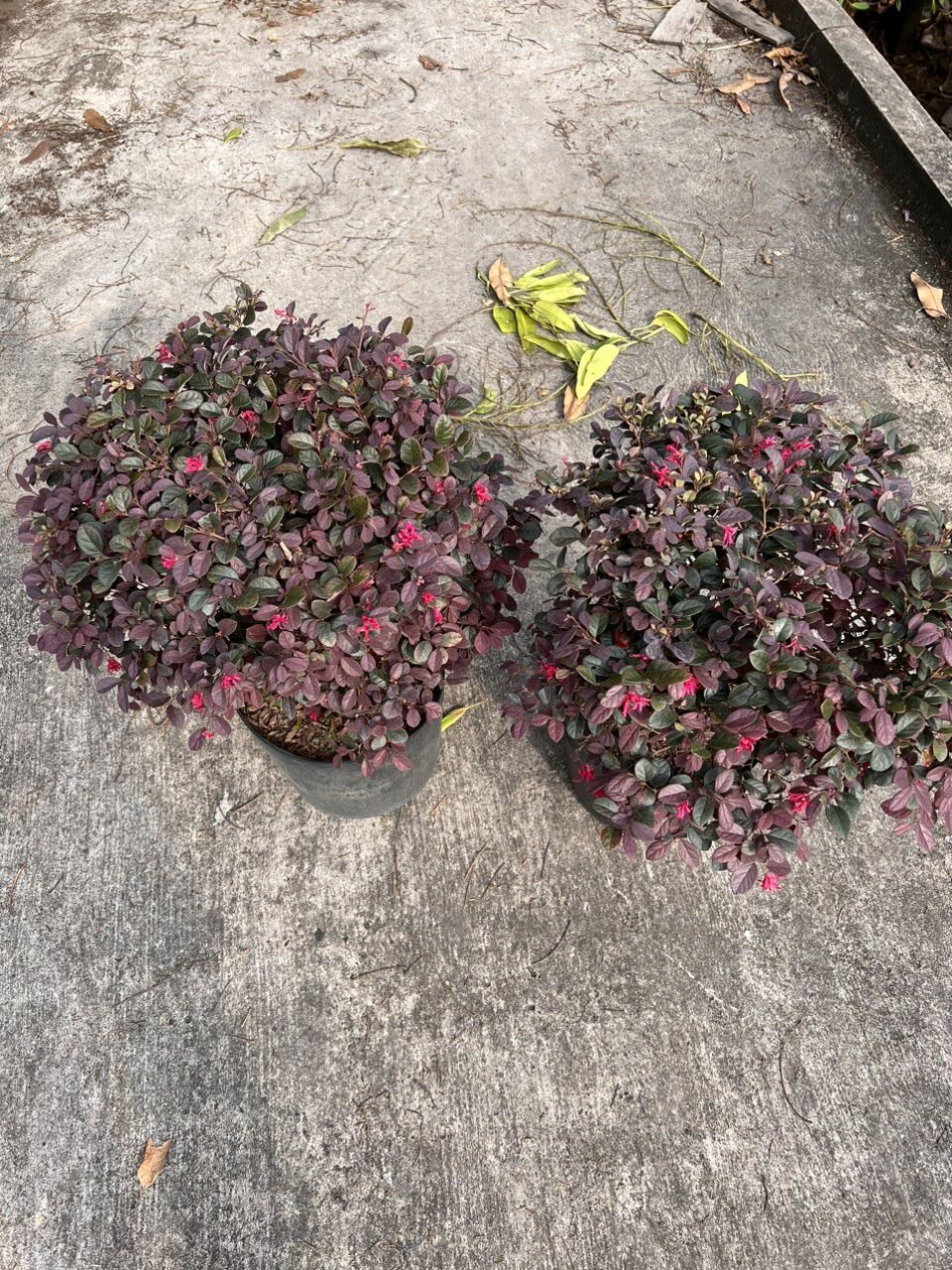 Cây hồng phụng c11 ( ảnh thực tế )