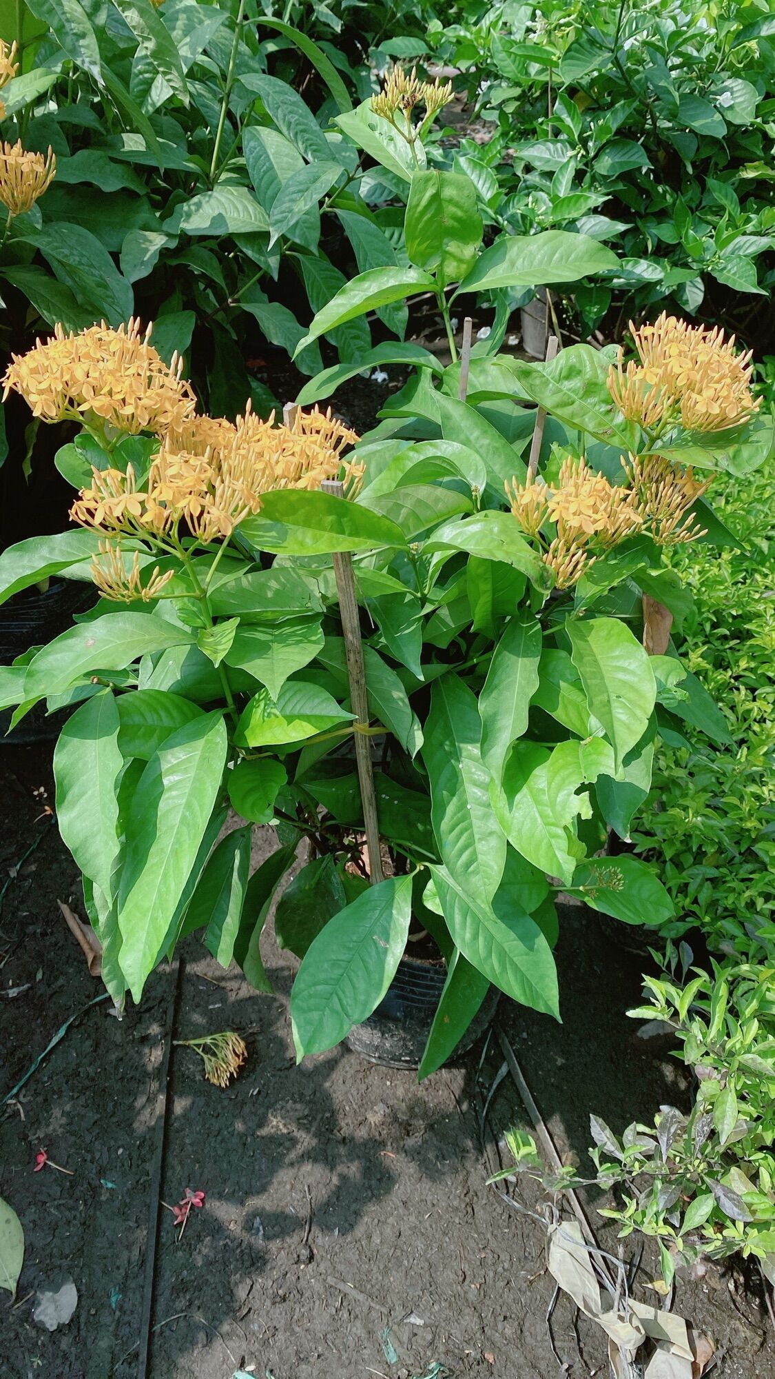 Cây Hoa Trang Mỹ Màu Vàng