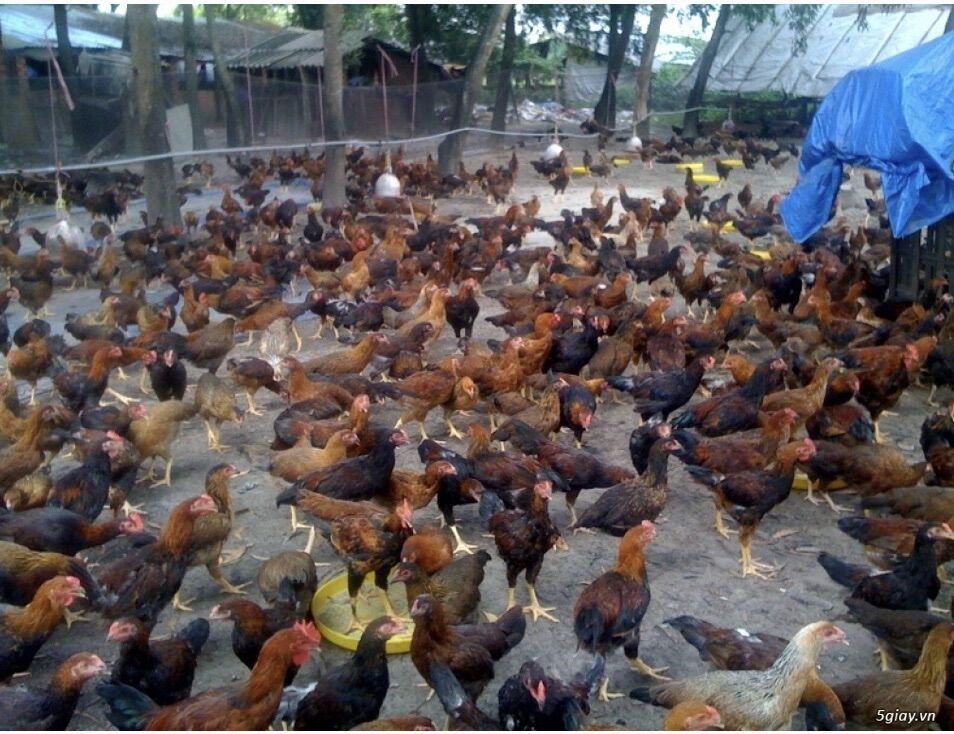 Siêu mọc lông chuyên dùng cho gà, vịt gói 1 kg.