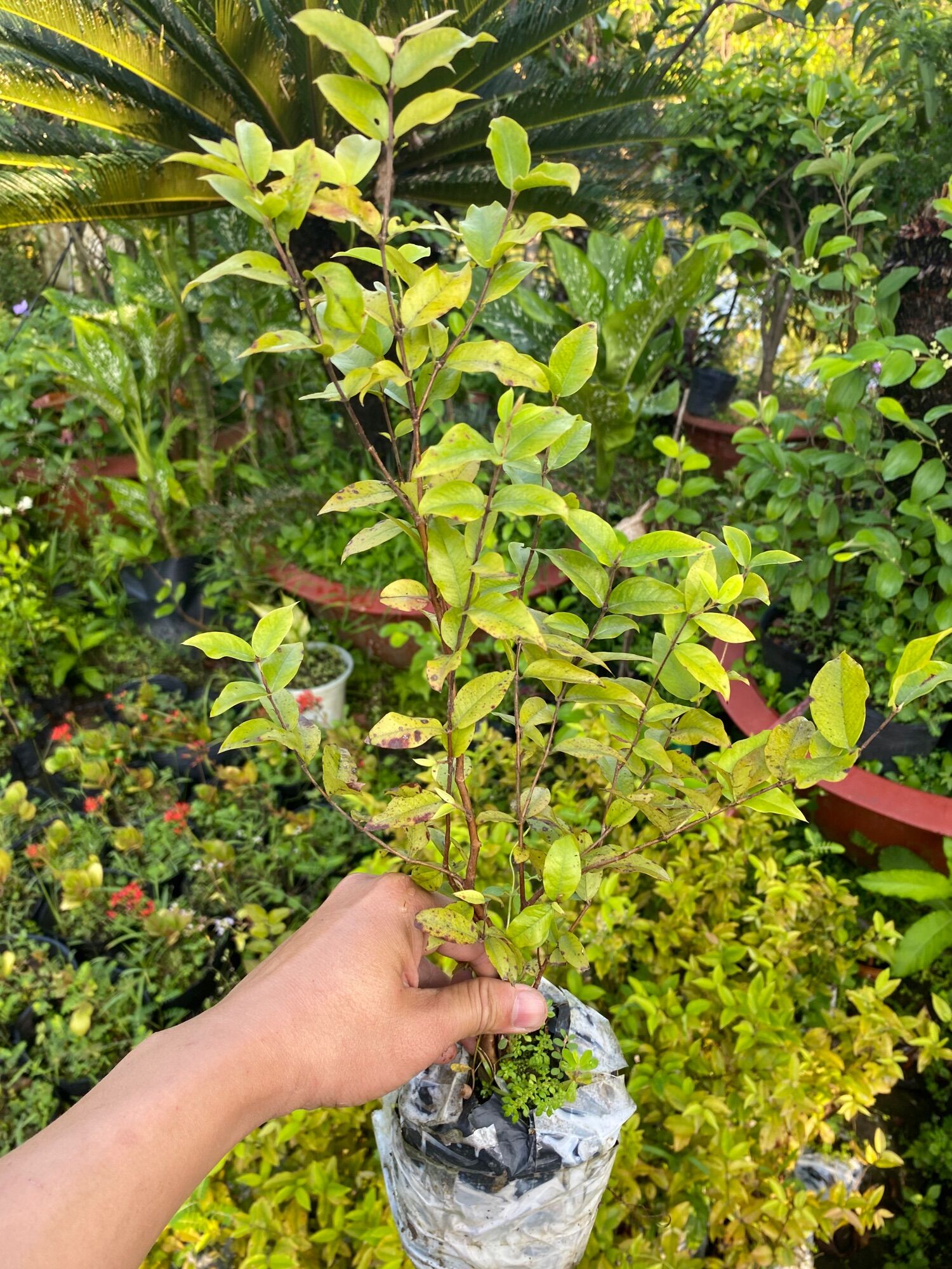 Nho thân gỗ lá lớn