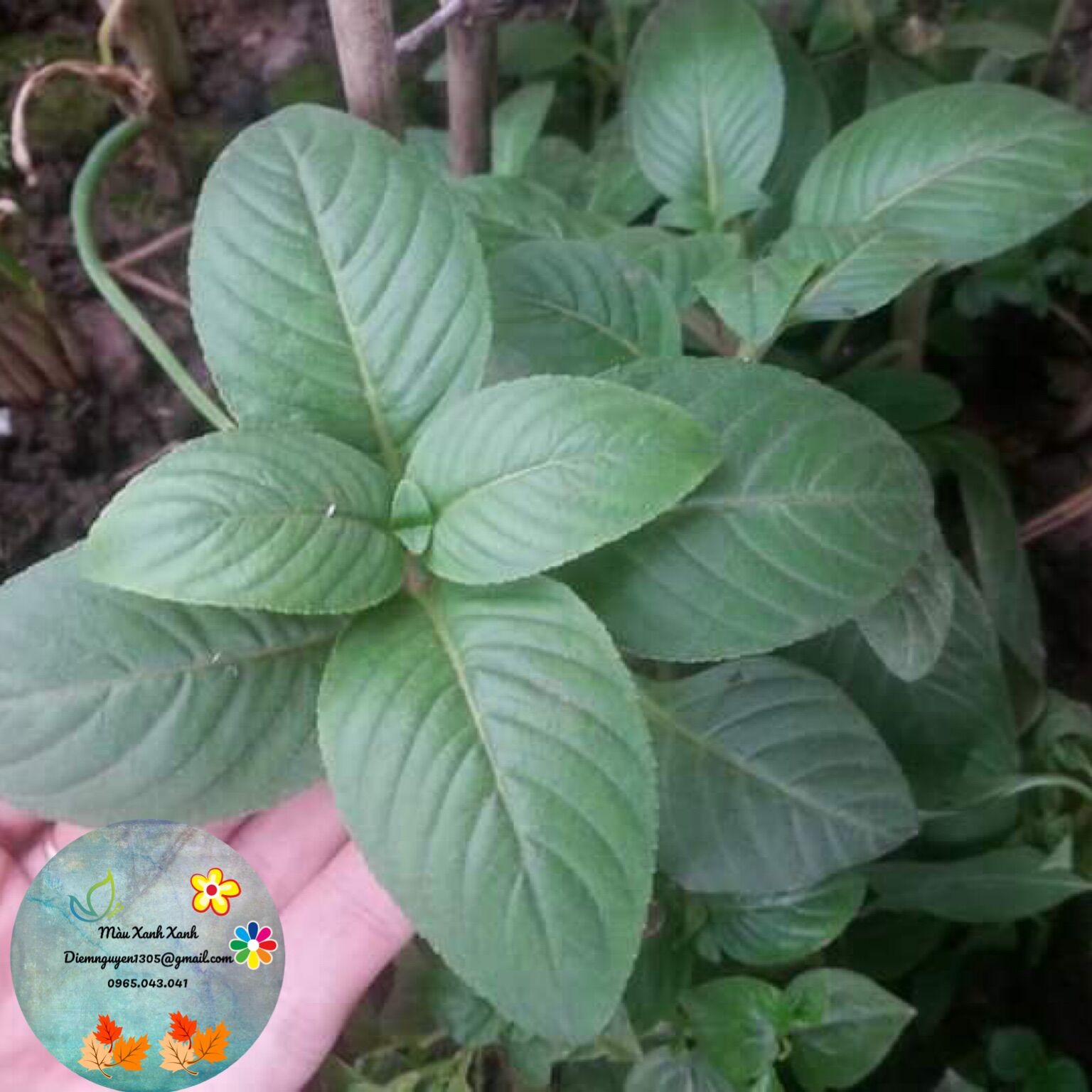 [CG] Rau Quế Vị (rau Xá Xị) 10k/bầu