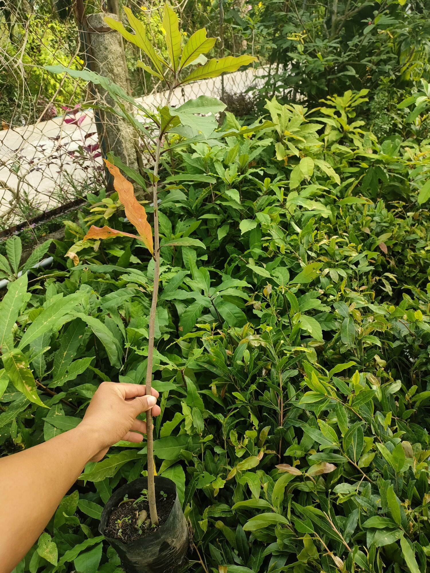 Combo 10 cây lộc vừng hoa đỏ