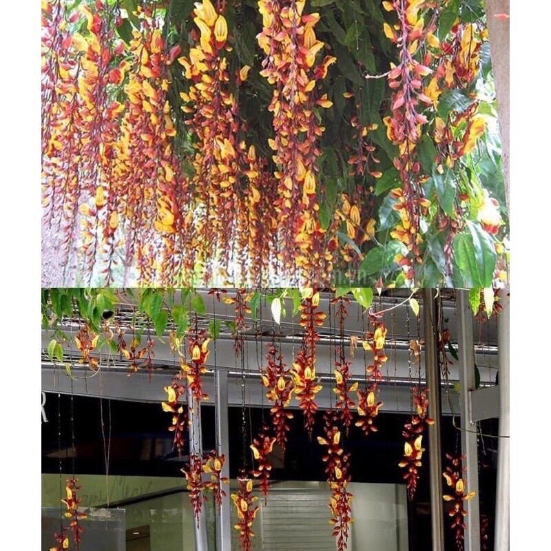 Cây giống hoa leo giàn