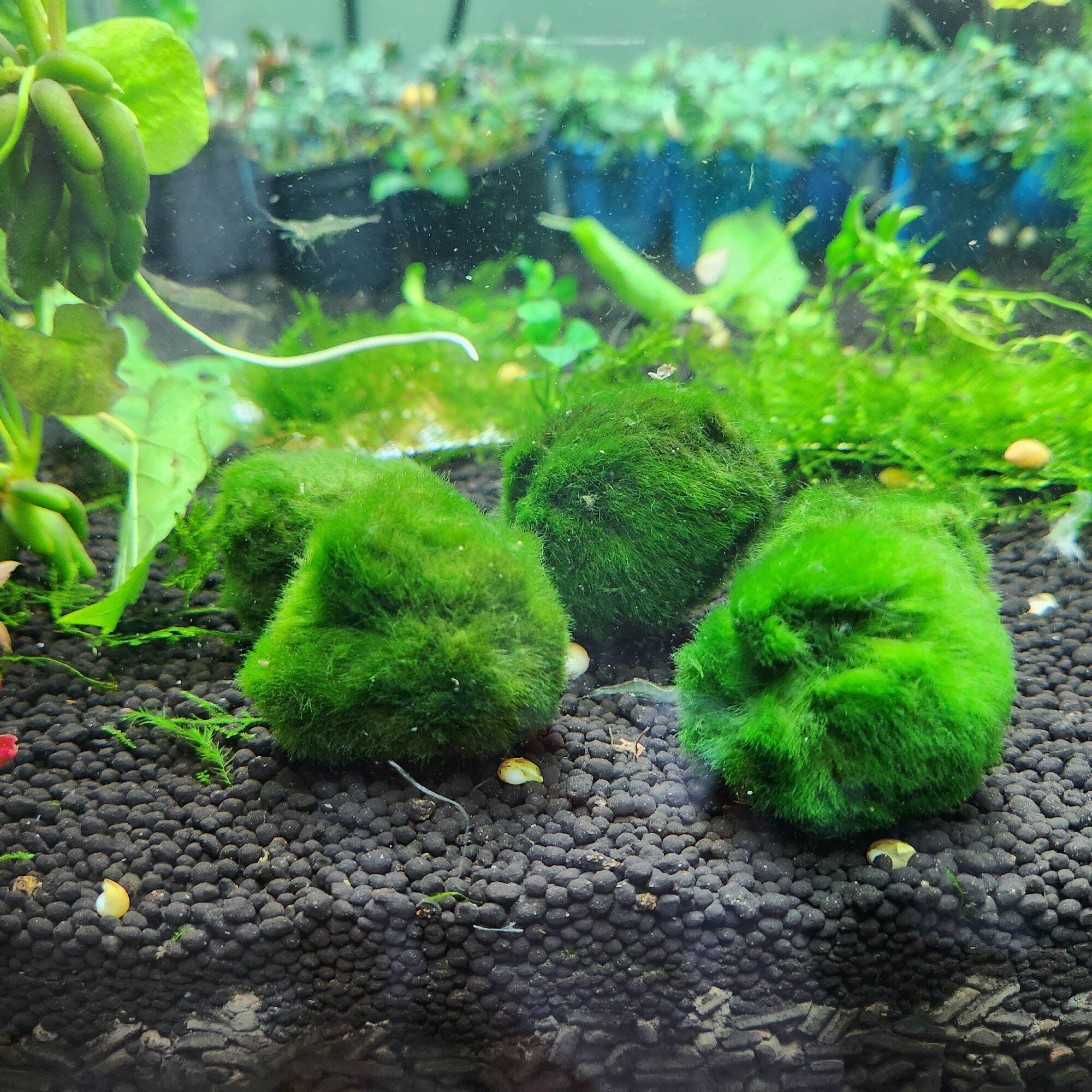 Tảo cầu Marimo Moss Ball trang trí hồ tép, thủy sinh (Size lớn 3cm)