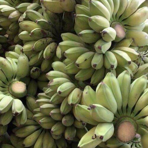 Chuối sáp Trà Vinh thơm dẻo cơm vàng-1Kg