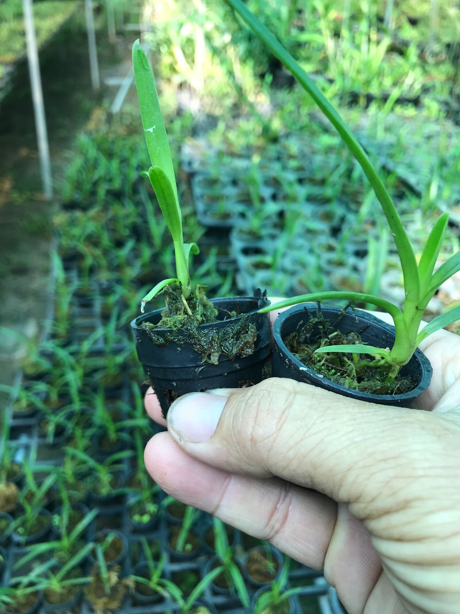 Hoa Lan Kiếm Phan Trí