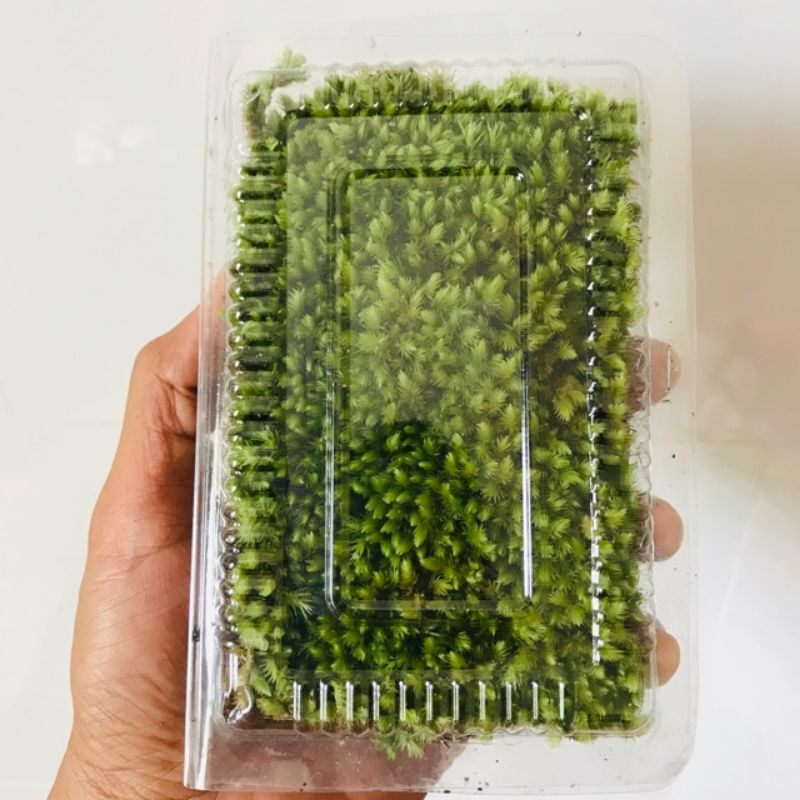 Rêu Cushion Moss