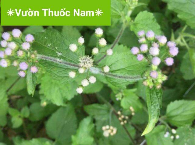 Combo 5 bầu cây giống cỏ hôi cỏ cức lợn combo 5 bầu cây giống cỏ ngũ sắc